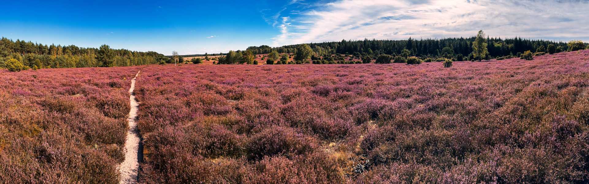 Natürliche Heidelandschaft unter blauem Himmel als regionales Motiv für die Google Ads Agentur Uelzen